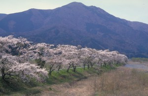 烏帽子岳と桜